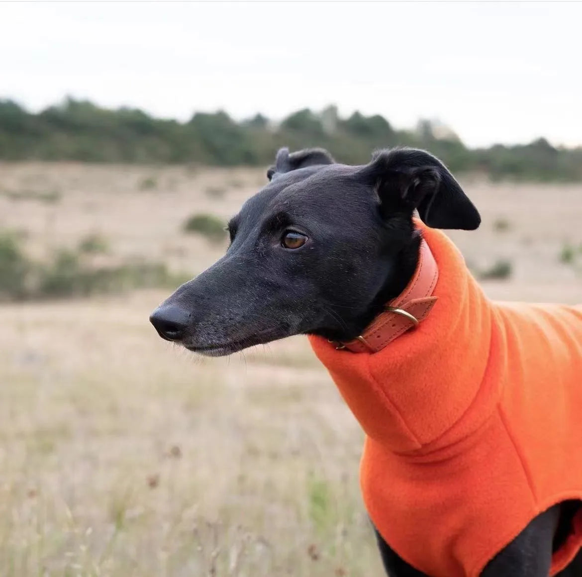 Winter Fleece Italian Greyhound Vest