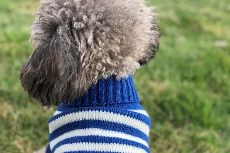 Winter Pet Sweater