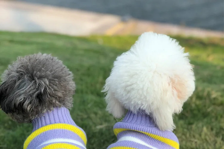 Winter Pet Sweater