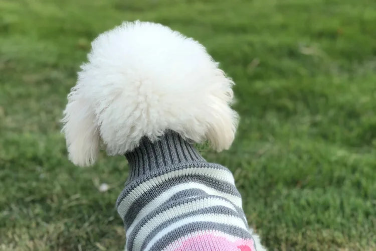 Winter Pet Sweater