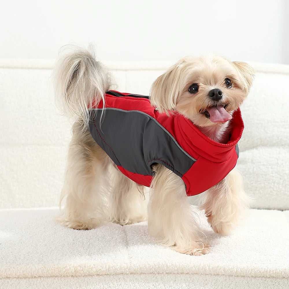 Winter Coat
