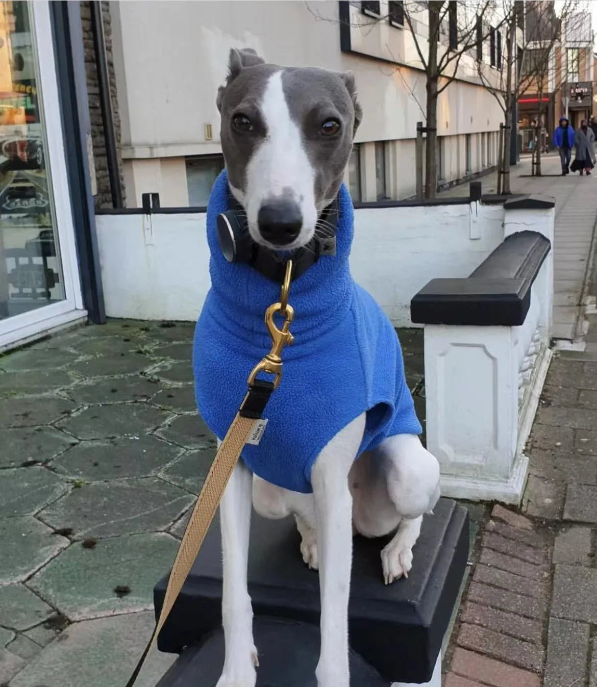 Winter Fleece Italian Greyhound Vest